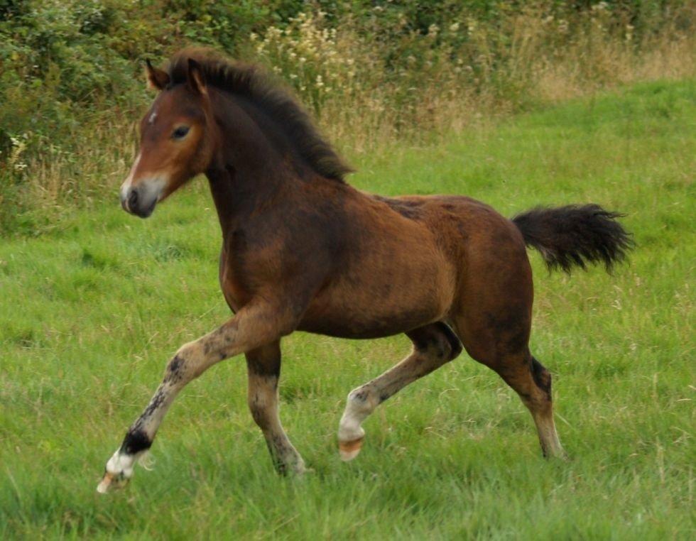 Welsh Pony af Cob-type (sec C) Rhyd ddu Glenys billede 2