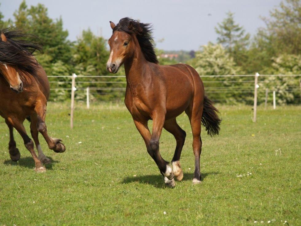 Welsh Pony af Cob-type (sec C) Rhyd ddu Glenys billede 4