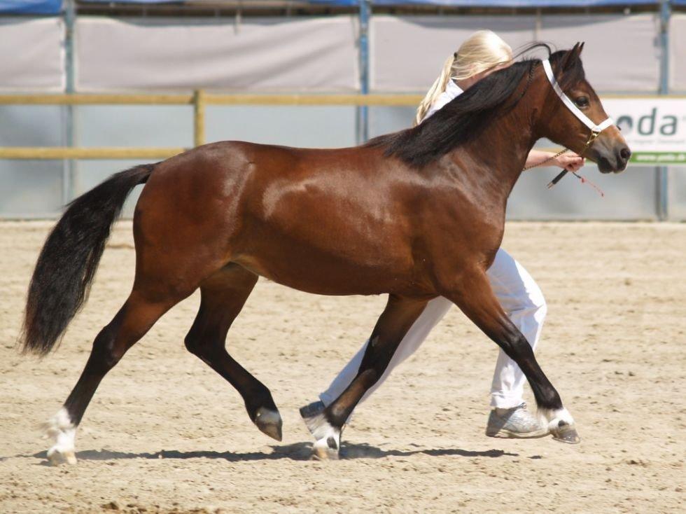Welsh Pony af Cob-type (sec C) Rhyd ddu Glenys billede 6