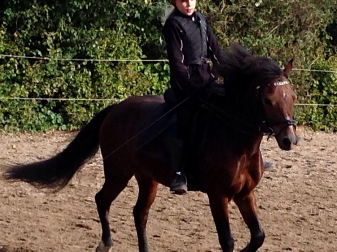 Welsh Pony af Cob-type (sec C) Rhyd ddu Glenys billede 10