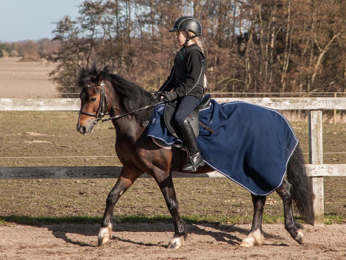 Welsh Pony af Cob-type (sec C) Rhyd ddu Glenys billede 15