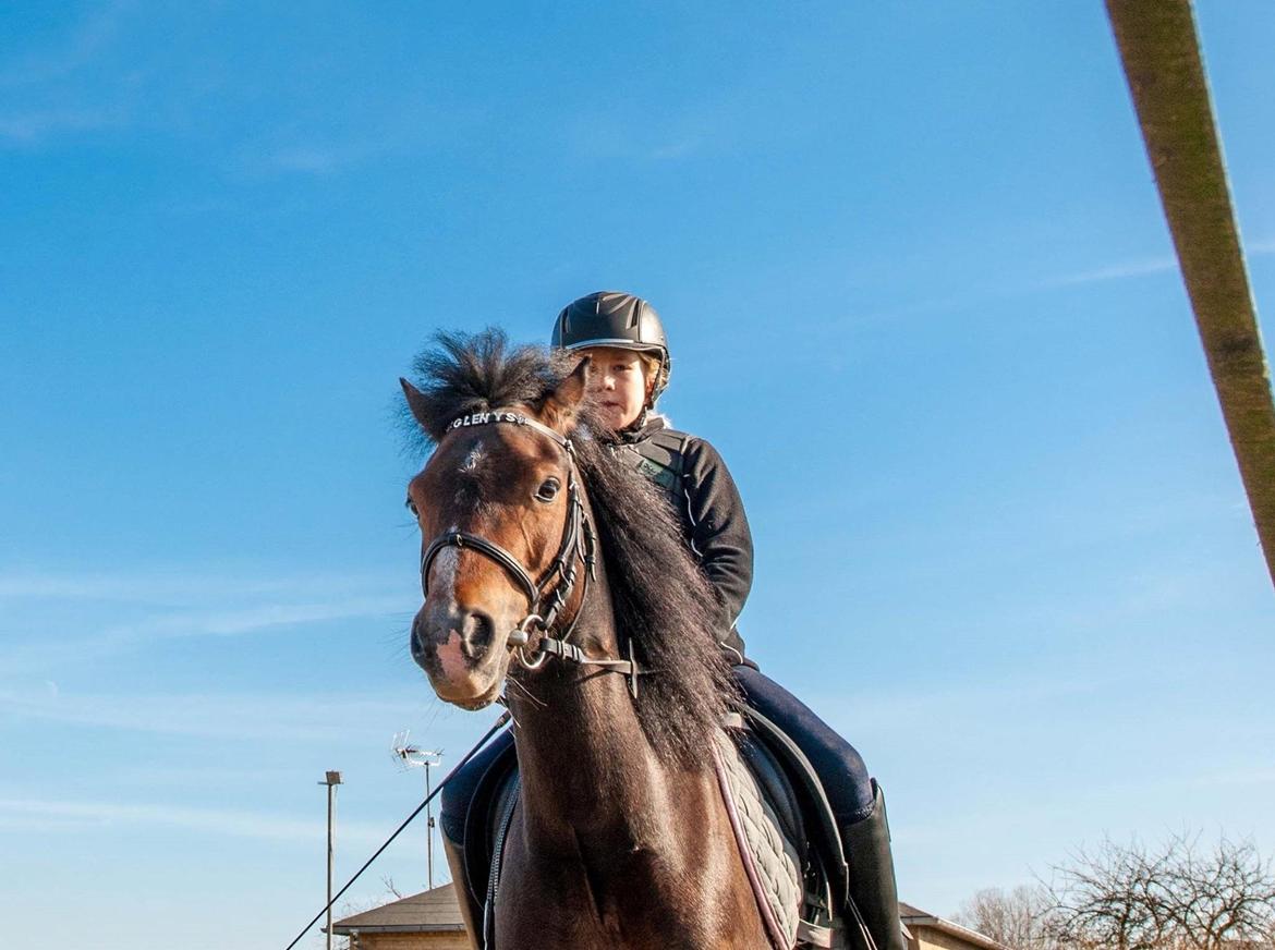 Welsh Pony af Cob-type (sec C) Rhyd ddu Glenys billede 16