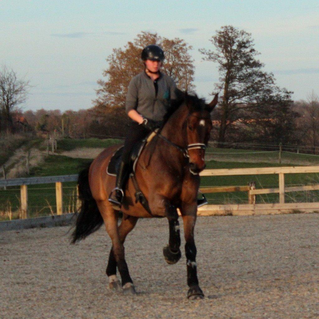Dansk Varmblod Baunehøjens Lussac - jajajja, ved det ;D når ja, før det gik han i mega bukkehumør. Er rodeo rytter. Den hest kan BARE bukke! billede 2