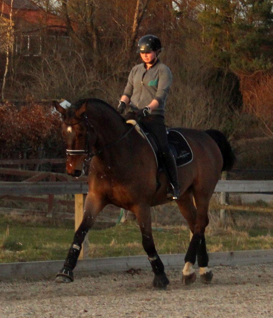 Dansk Varmblod Baunehøjens Lussac - bøllen billede 9