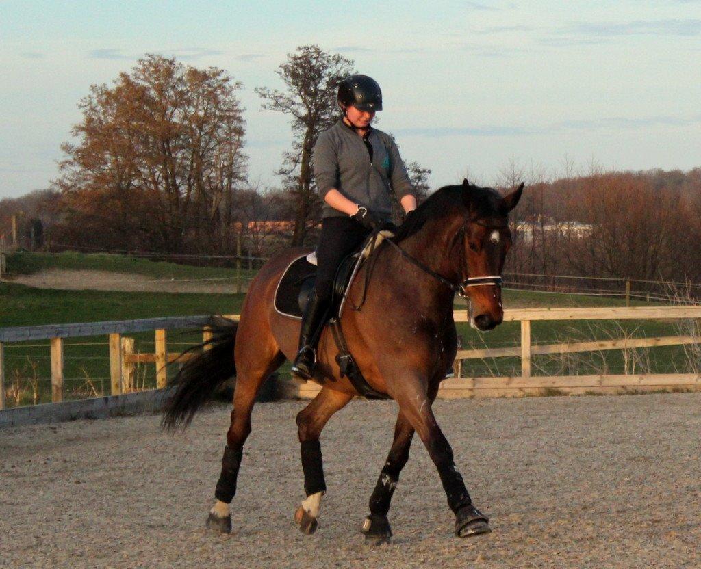 Dansk Varmblod Baunehøjens Lussac - nul <3 billede 7