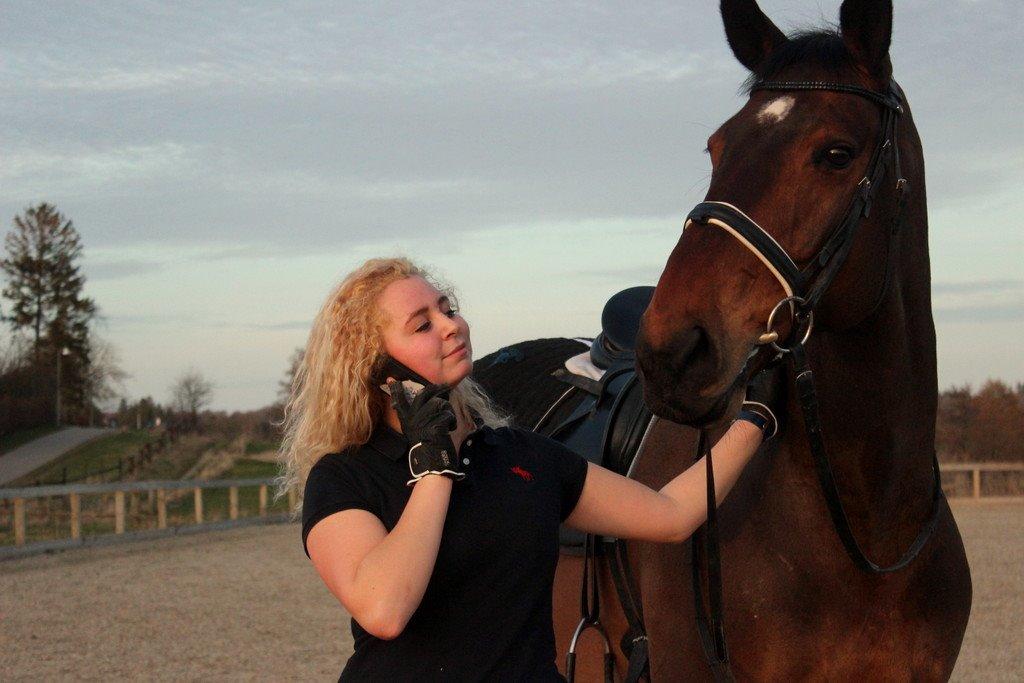 Dansk Varmblod Baunehøjens Lussac - Intet bedre <3 billede 13