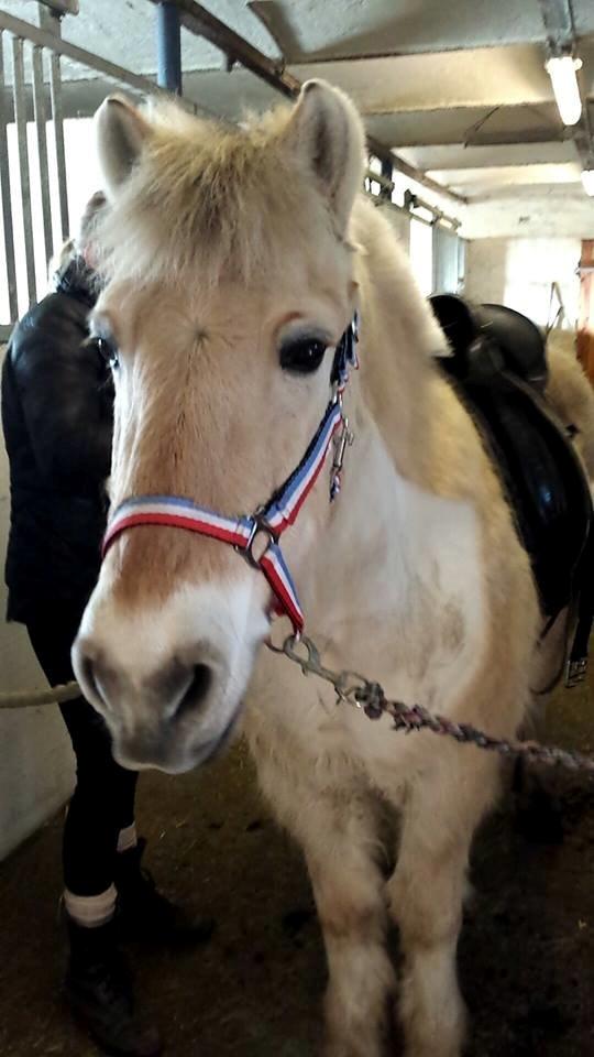 Anden særlig race Laban billede 13