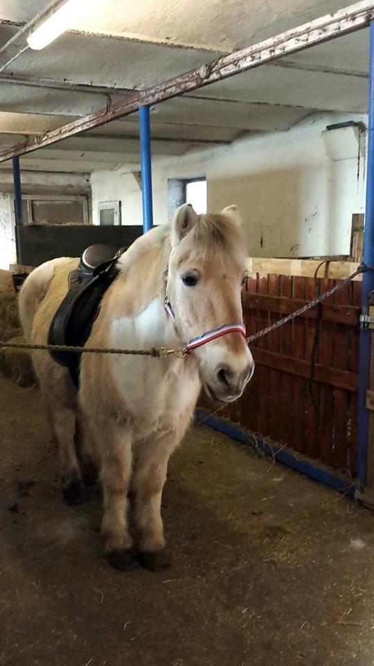 Anden særlig race Laban billede 14