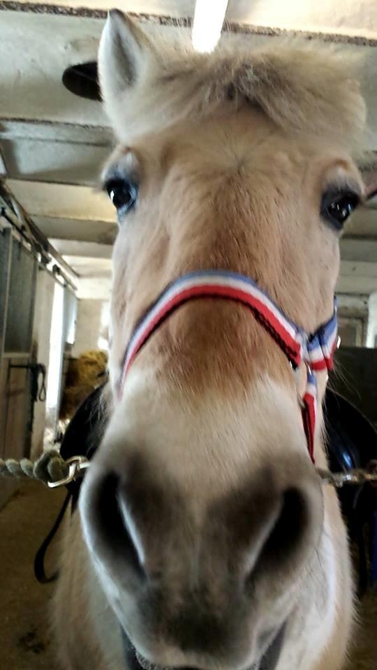 Anden særlig race Laban billede 1