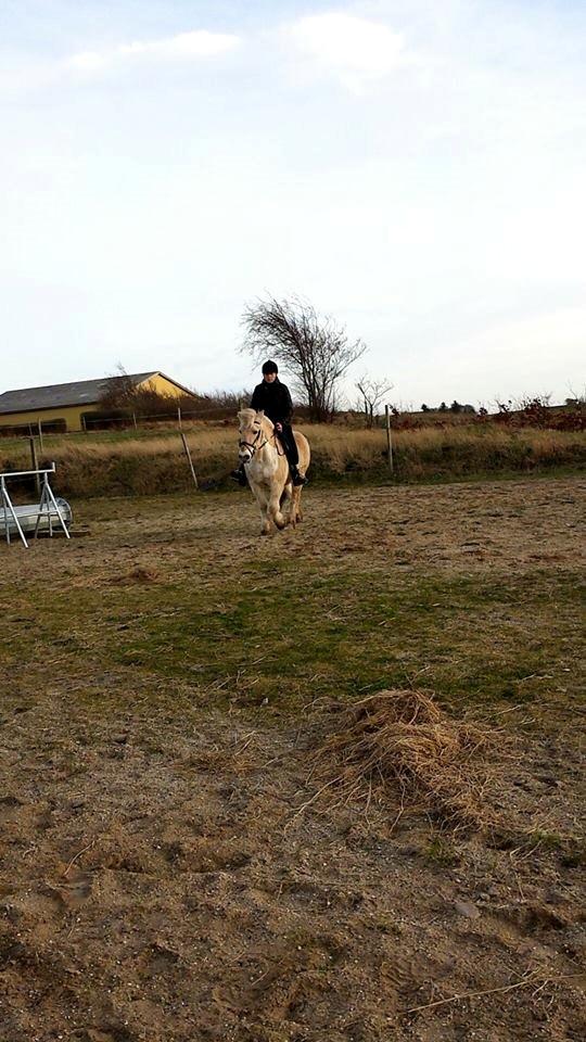 Anden særlig race Laban billede 16