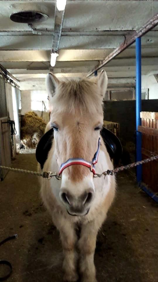 Anden særlig race Laban - nej. og jeg VIL ikke :o) billede 17