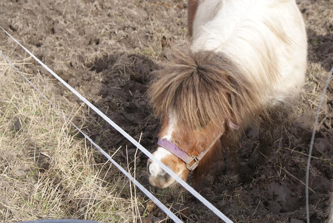Shetlænder Skipper billede 4