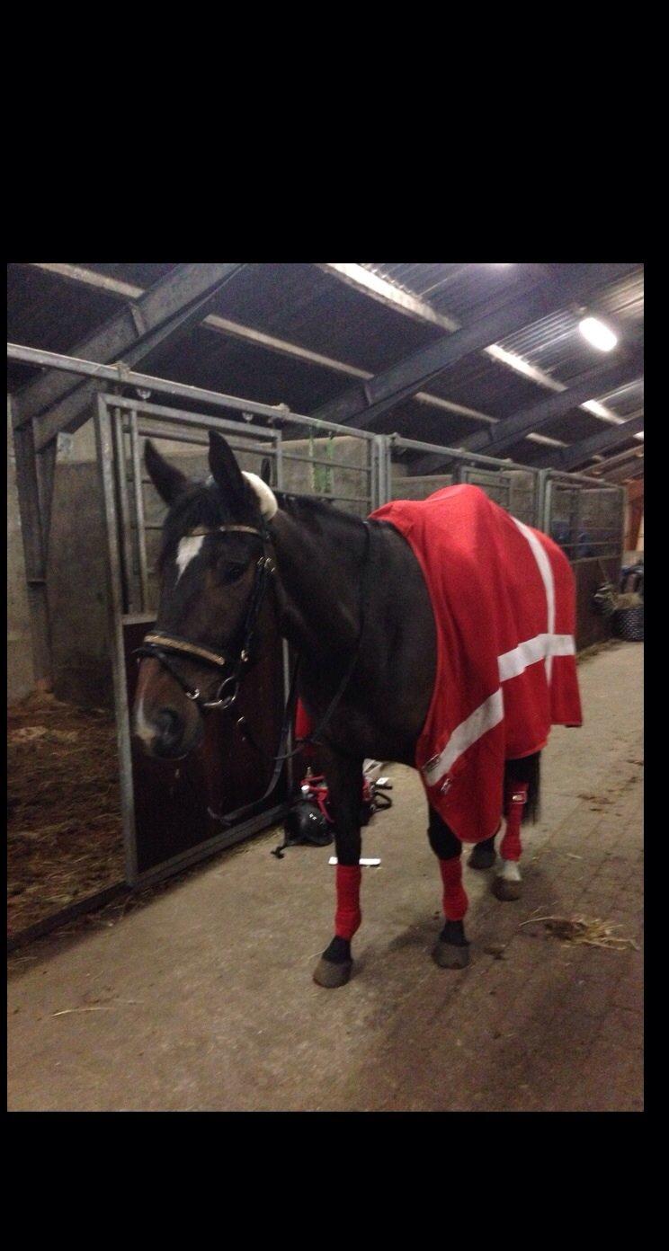 Dansk Varmblod Do Mali` billede 21