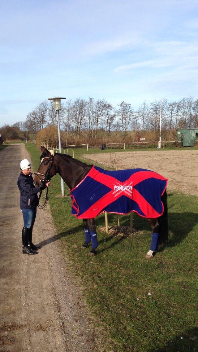 Dansk Varmblod Do Mali` billede 22