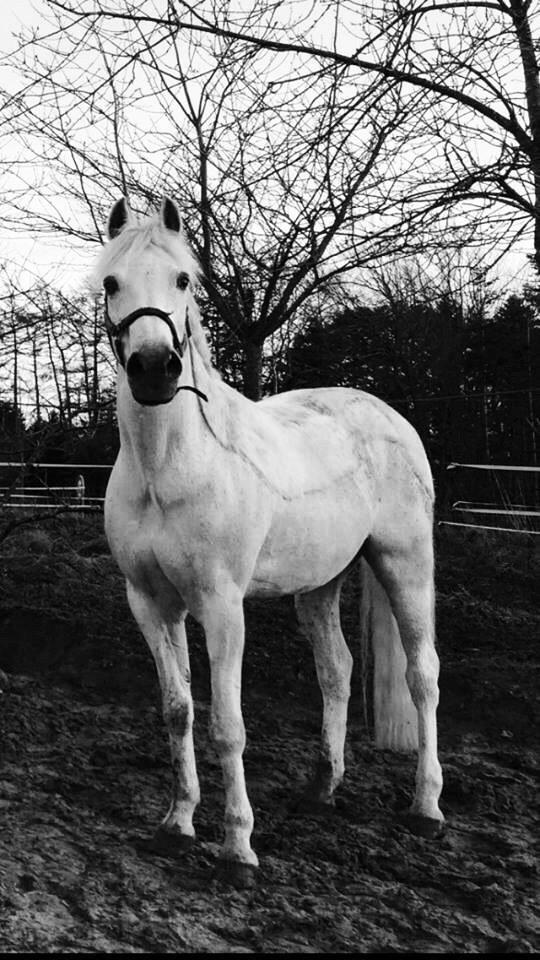 New Forest Til's Gustaaf billede 13