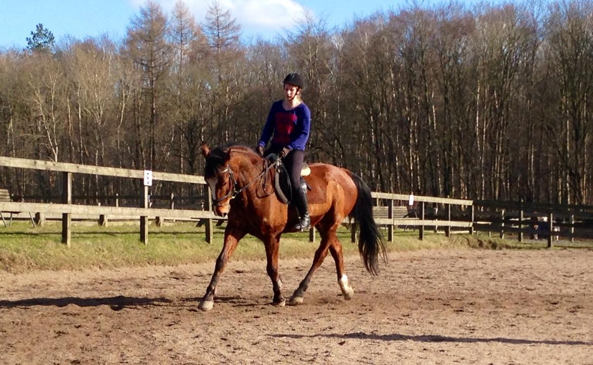 Holstener Armageddon - Dressurundervisning D. 08/03 2014 billede 11