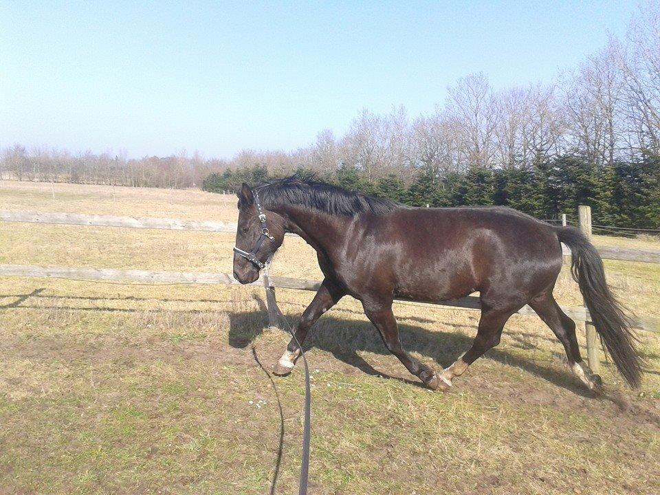 Anden særlig race Colardo - forår 2014 billede 24