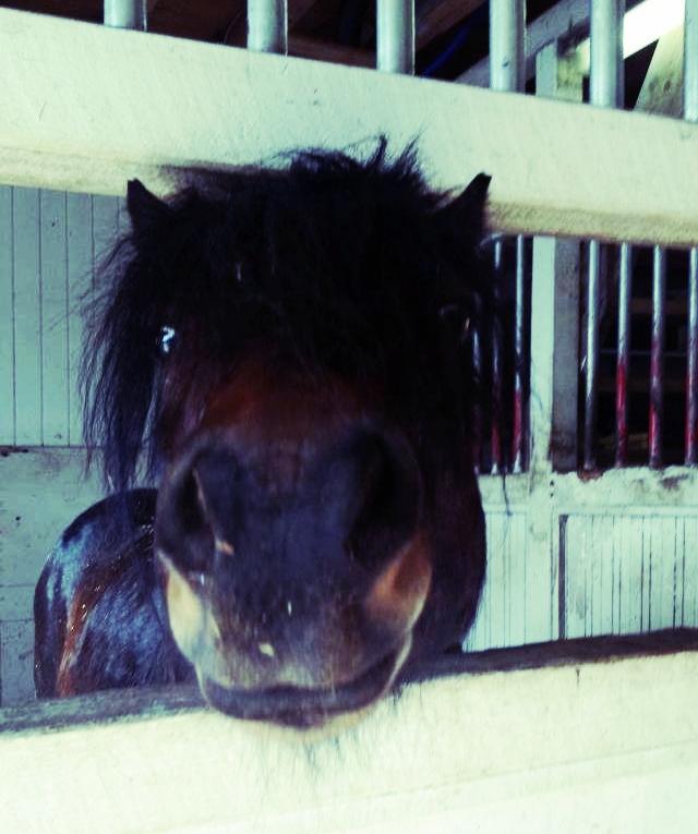 Dartmoor Anc-Neu Kao billede 1