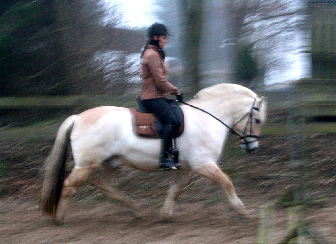 Fjordhest Hjalte Følsbjerg billede 1