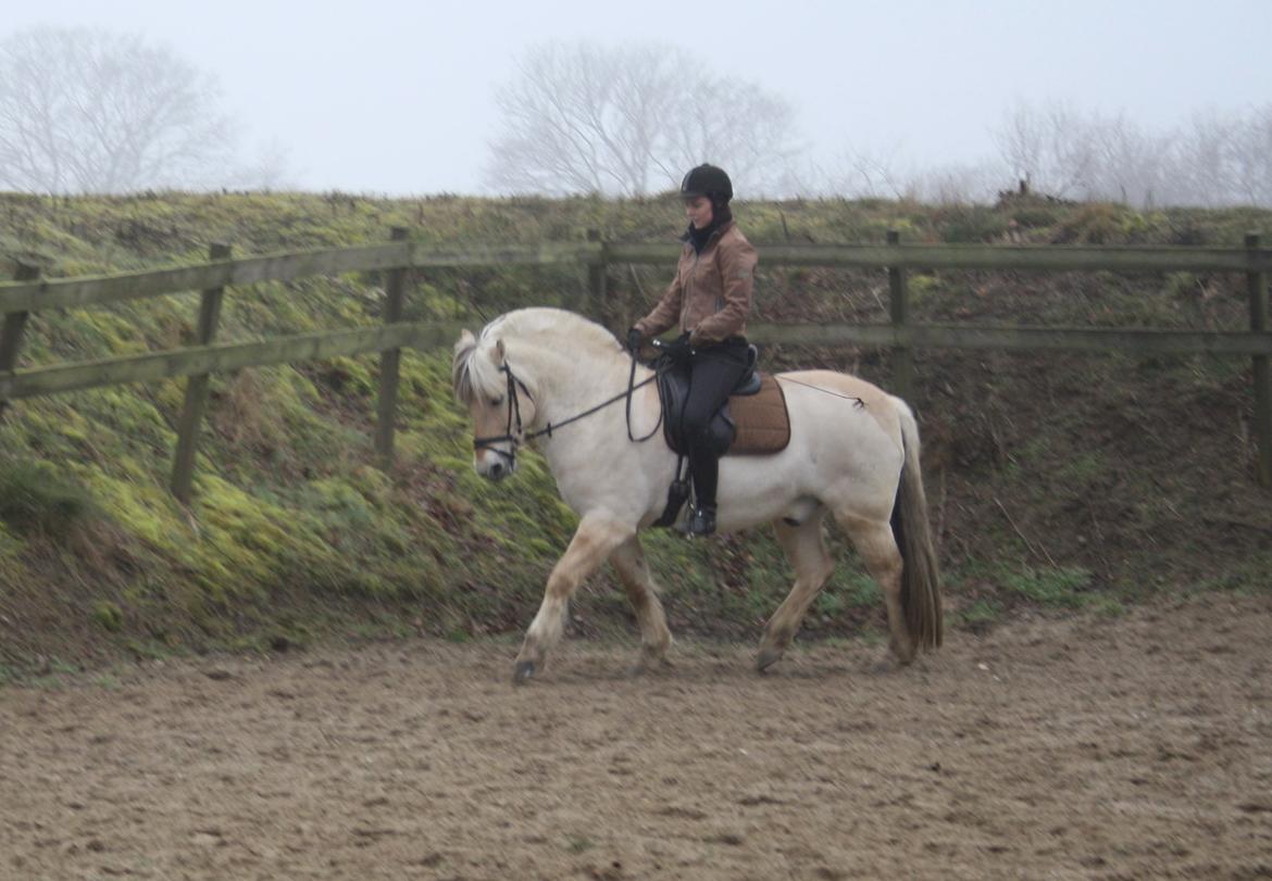 Fjordhest Hjalte Følsbjerg billede 2