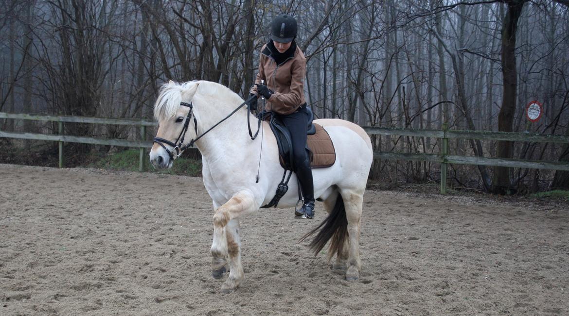 Fjordhest Hjalte Følsbjerg billede 3