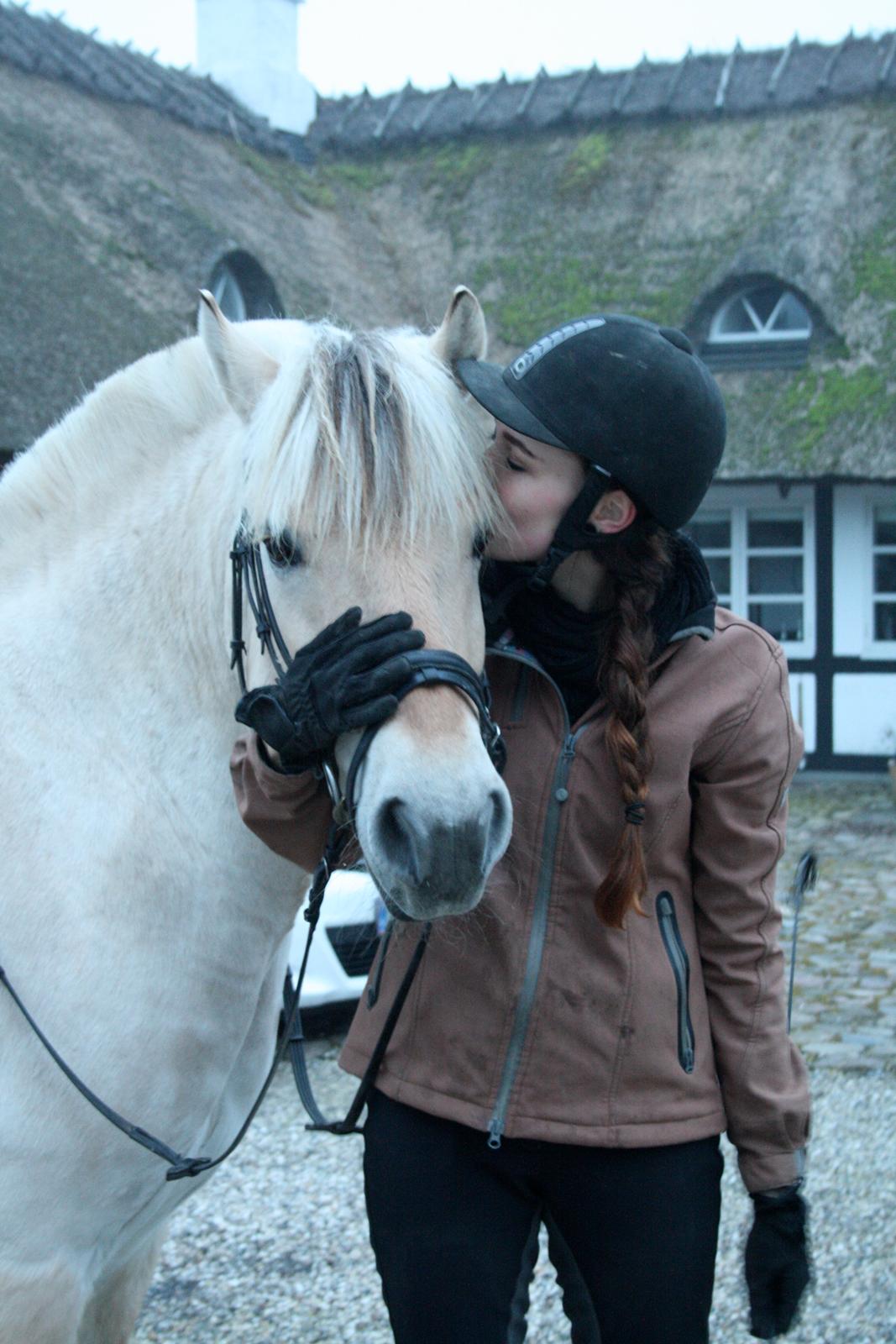 Fjordhest Hjalte Følsbjerg billede 14