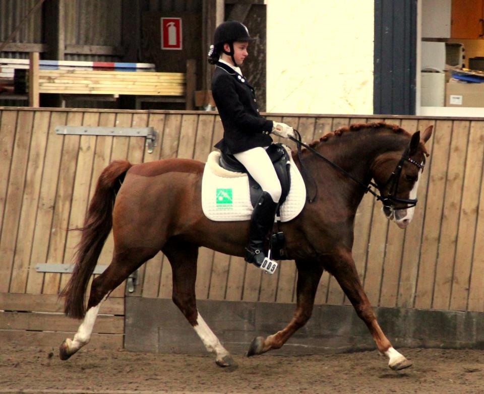 New Forest Palermo af Højgaarden - SOLGT billede 3