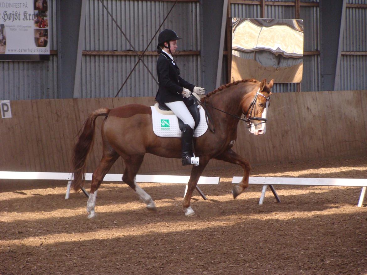 New Forest Palermo af Højgaarden - SOLGT billede 5