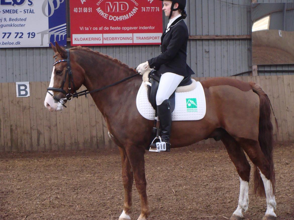 New Forest Palermo af Højgaarden - SOLGT billede 7