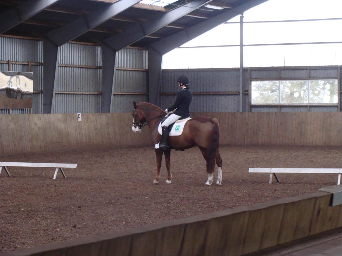 New Forest Palermo af Højgaarden - SOLGT billede 9