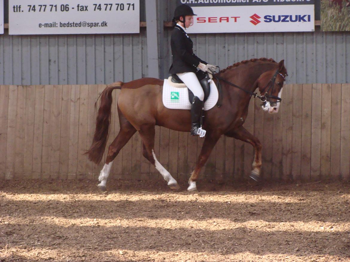 New Forest Palermo af Højgaarden - SOLGT billede 11