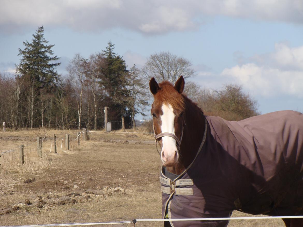 New Forest Palermo af Højgaarden - SOLGT - Ingen er perfekt, men du er perfekt til mig, min basse <3 billede 4