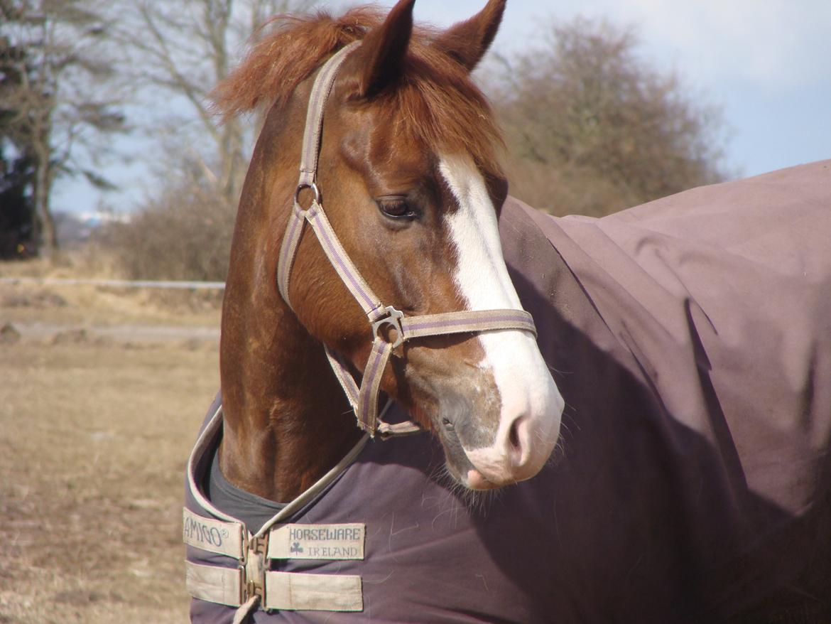 New Forest Palermo af Højgaarden - SOLGT - Nyder solen <3 billede 8