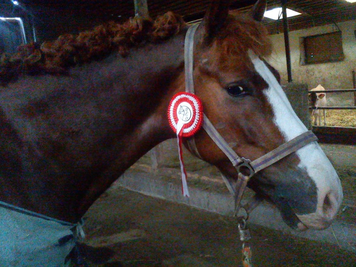 New Forest Palermo af Højgaarden - SOLGT - Selv den mindste sløjfe tæller <3 billede 10