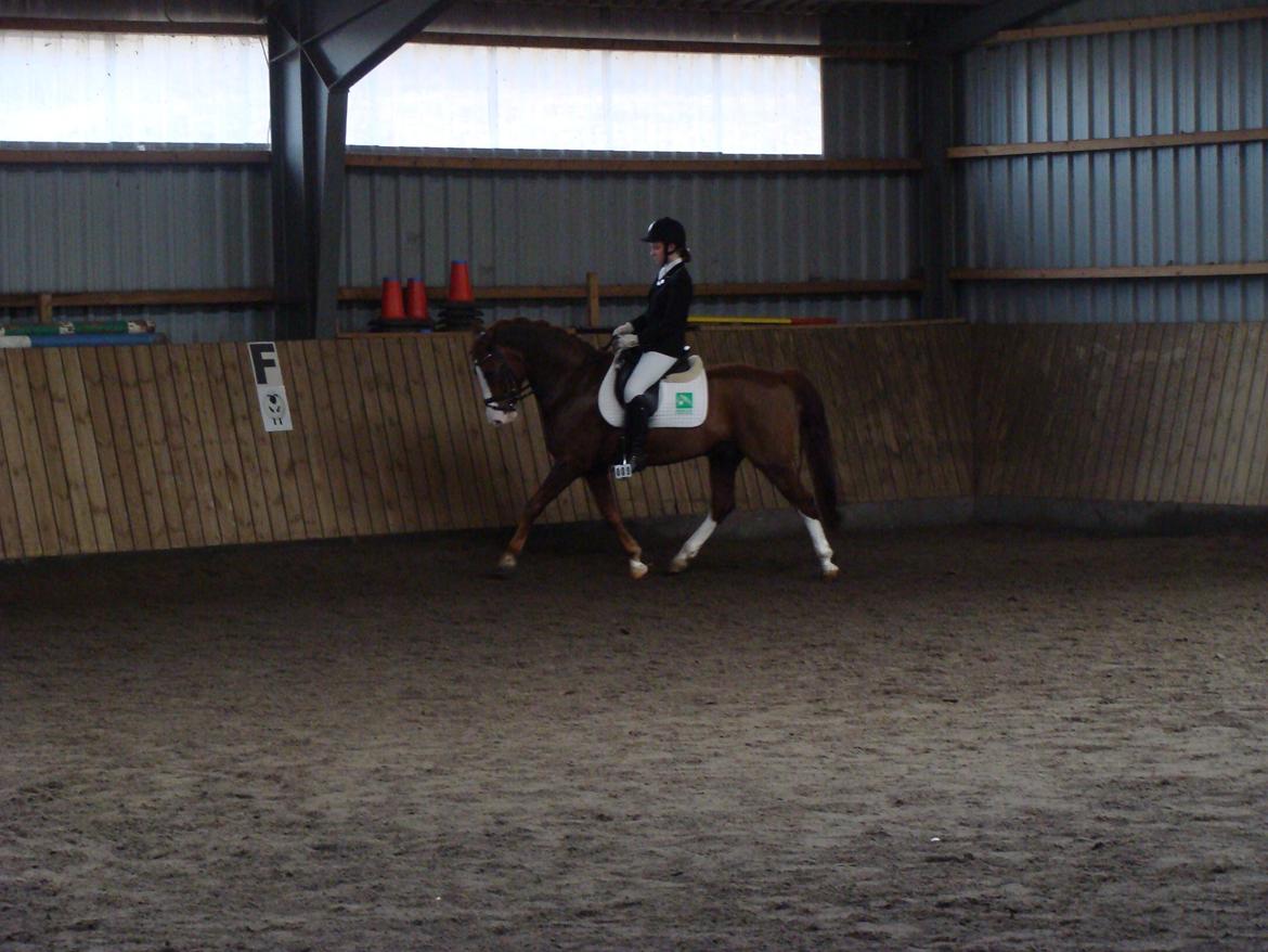 New Forest Palermo af Højgaarden - SOLGT billede 13