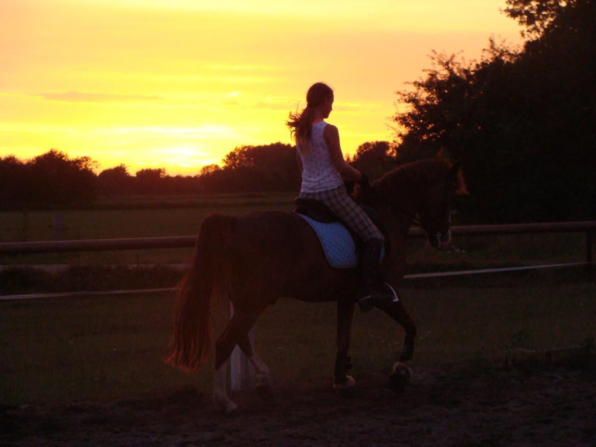 New Forest Palermo af Højgaarden - SOLGT - Når solen går ned er turen bedst <3 billede 14