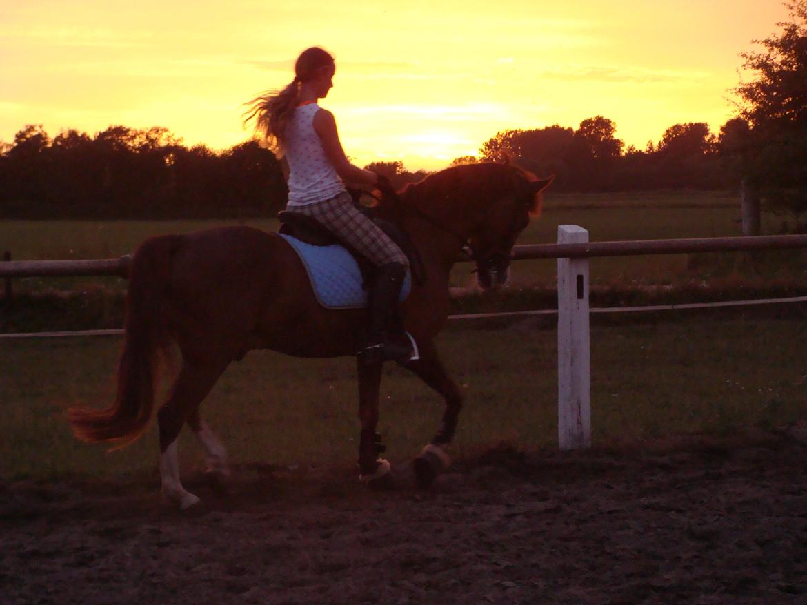 New Forest Palermo af Højgaarden - SOLGT billede 16