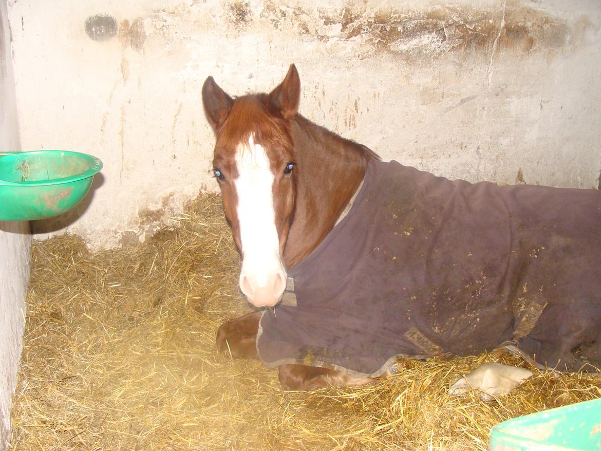 New Forest Palermo af Højgaarden - SOLGT billede 6