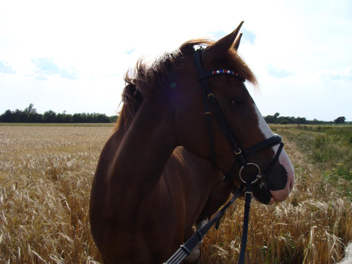 New Forest Palermo af Højgaarden - SOLGT billede 19