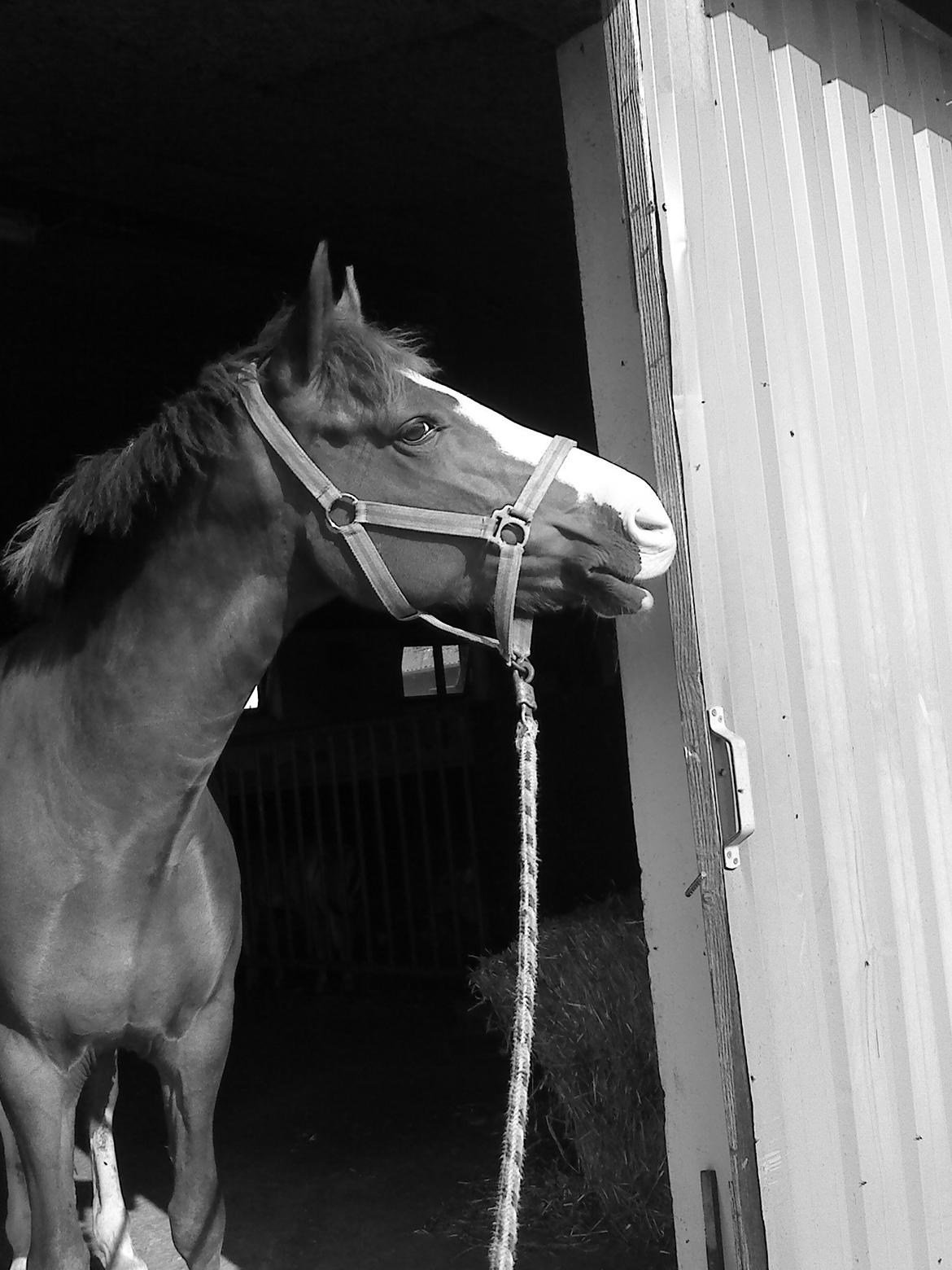 New Forest Palermo af Højgaarden - SOLGT billede 15