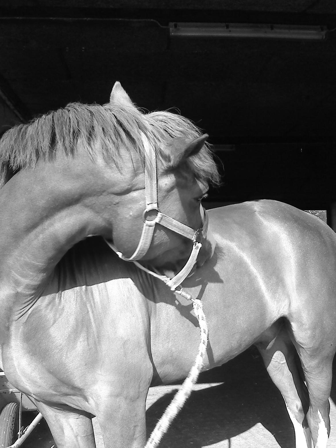 New Forest Palermo af Højgaarden - SOLGT - Klø, klø, klø <3 billede 12