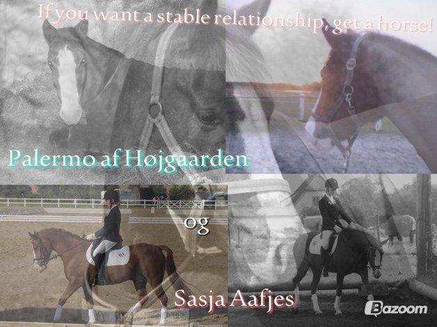 New Forest Palermo af Højgaarden - SOLGT billede 2