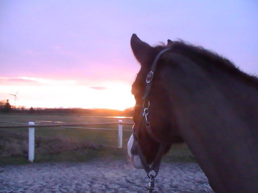 New Forest Palermo af Højgaarden - SOLGT - Tak fordi du så med, lig gerne en bedømmelse ;) billede 20