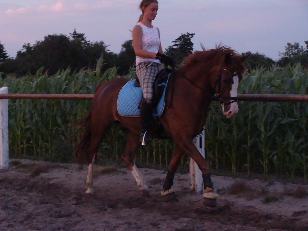 New Forest Palermo af Højgaarden - SOLGT billede 18