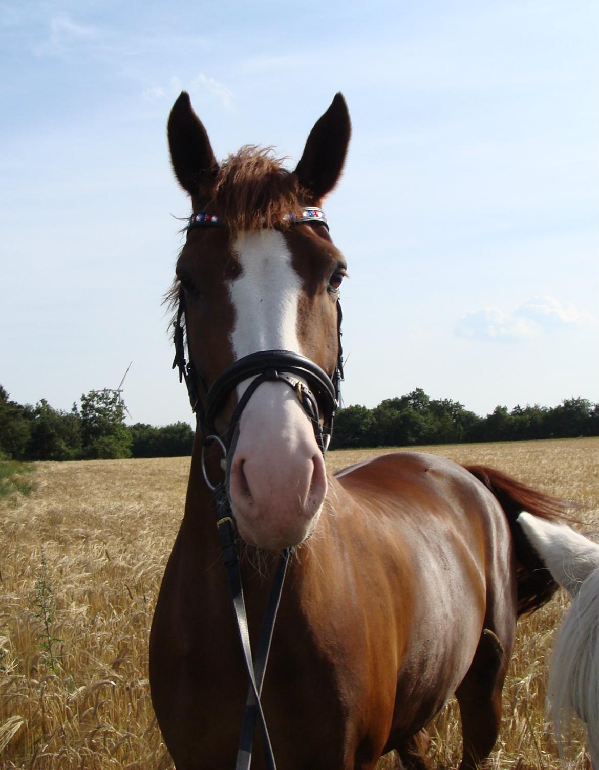 New Forest Palermo af Højgaarden - SOLGT - Velkommen til Palermos profil billede 1