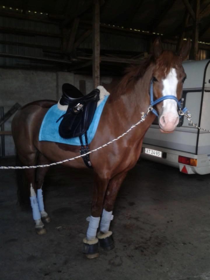 New Forest Palermo af Højgaarden - SOLGT - Den lyseblå Pony :P <3 billede 17