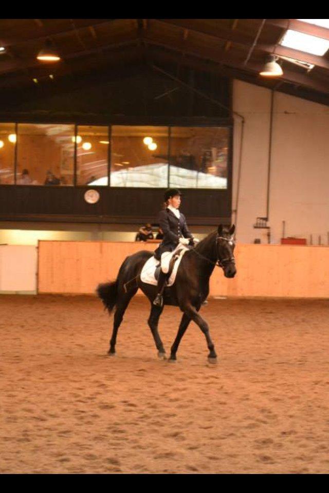 Anden særlig race Zeus - Vores første stævne d. 22 februar, 2. plads med 65% og en 4. plads med 68% Dygtige lille hest!! <3 billede 6