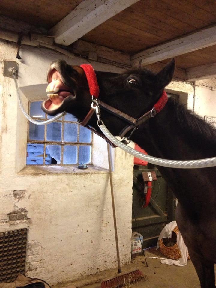 Hollandsk Sportspony NAPIRAI - SMIL TIL KAMERAET NAPS! billede 15