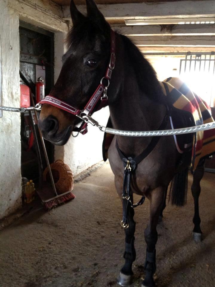 Hollandsk Sportspony NAPIRAI - Napse med sit fine fortøj. :-D billede 10