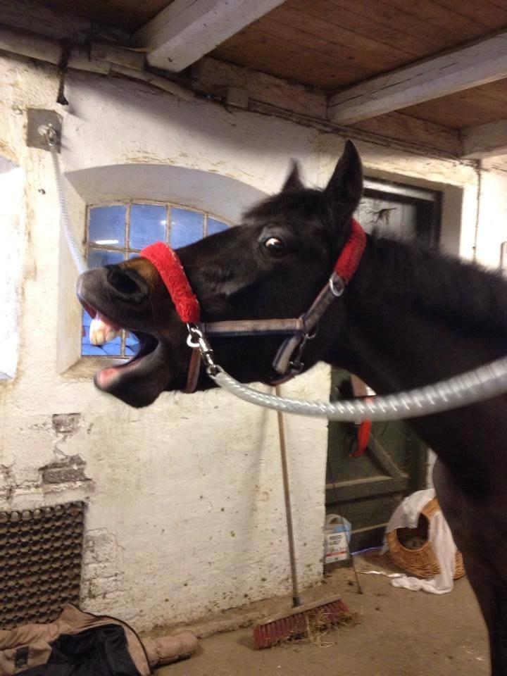 Hollandsk Sportspony NAPIRAI - Træt?... billede 19